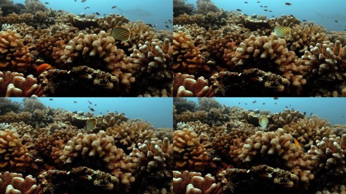 太平洋珊瑚礁附近的帆鳍唐鱼。法属波利尼西亚大溪地附近的水下生活。在清澈的水中潜水-4K