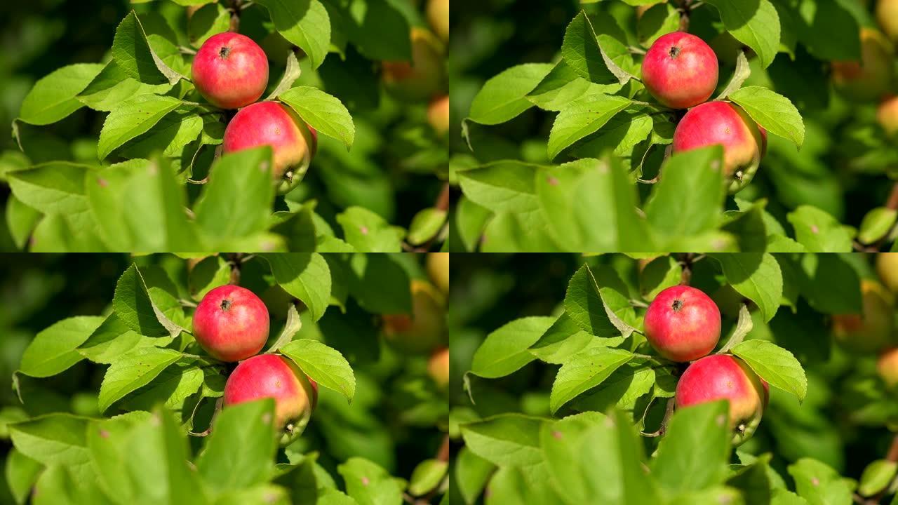 苹果树枝上的成熟苹果。4K。
