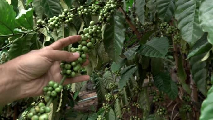 4K，咖啡种植园的树枝上有红色和绿色浆果的咖啡树。