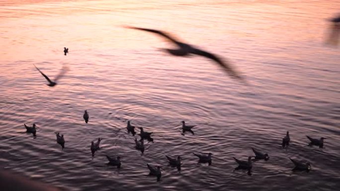 一群海鸥在港口周围飞行和游泳。海滨。黄金时段。暮色