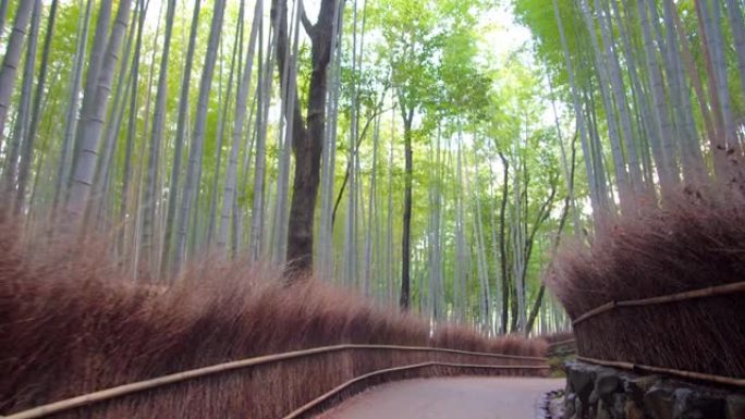 在京都岚山的冬日早晨穿过竹林小径