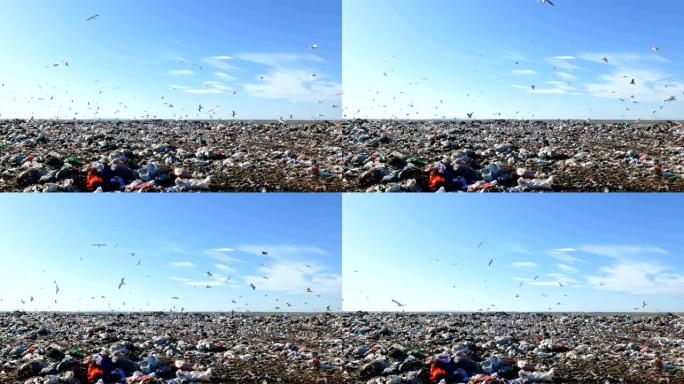 垃圾填埋场污染和海鸥群