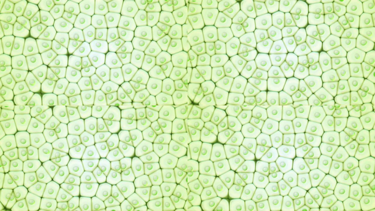 叶绿体真核细胞。显微镜下的无缝动画。植物细胞中的绿色微观形成。研究和基因工程。生物学和科学概念。转基