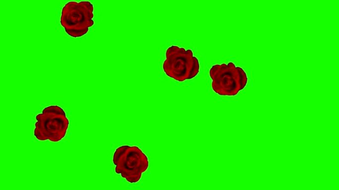 一组红玫瑰旋转并在绿屏过渡上移动