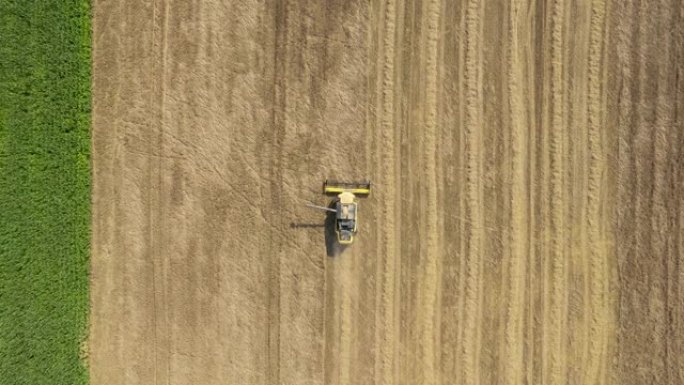 联合收割机收集小麦谷粒在一个农业领域空中俯瞰
