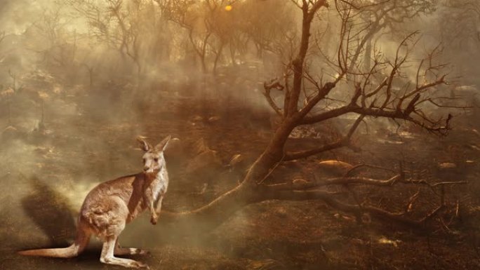 大火中的澳大利亚袋鼠野生动物电影院