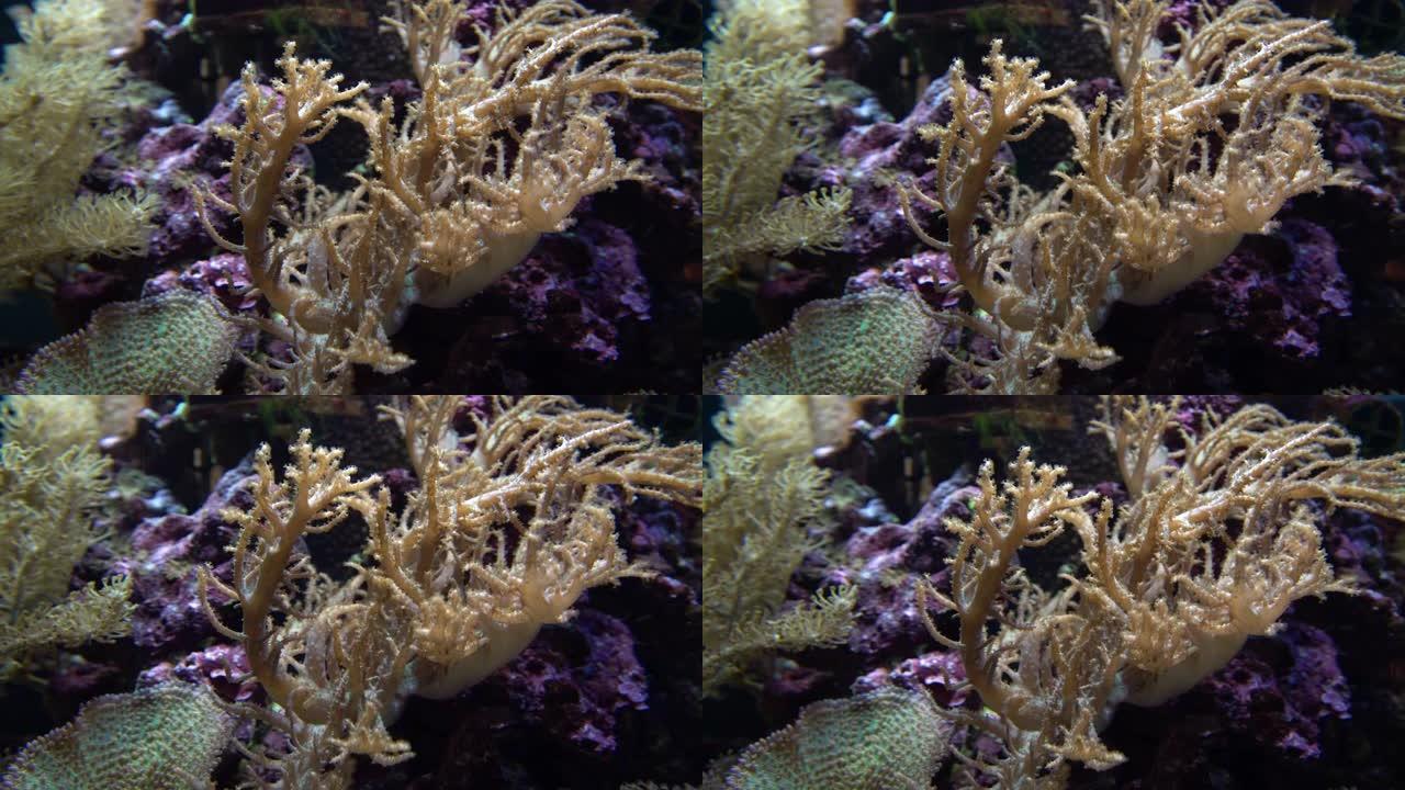 鱼缸礁石上的蘑菇珊瑚 (Fungiidae) 殖民地的水下拍摄。生长在海底的彩色珊瑚。