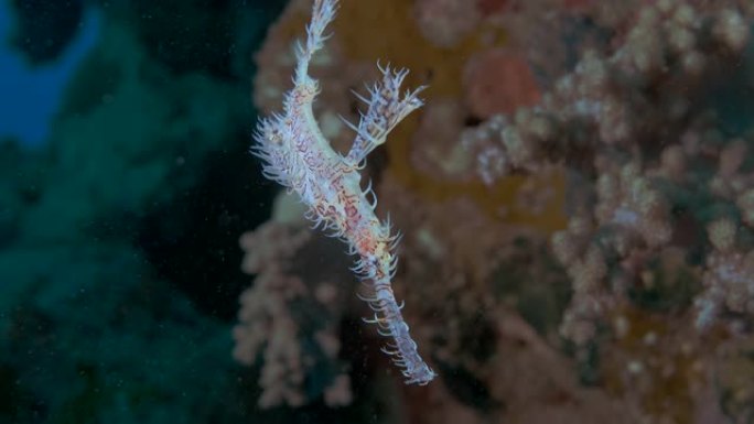慢动作，鬼pipe在背景上慢慢游动是珊瑚礁。华丽的鬼管鱼或丑角鬼管鱼 (Solenostomus p