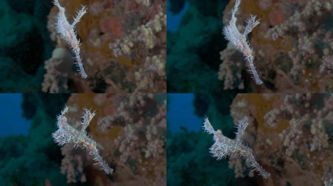 慢动作，鬼pipe在背景上慢慢游动是珊瑚礁。华丽的鬼管鱼或丑角鬼管鱼 (Solenostomus p