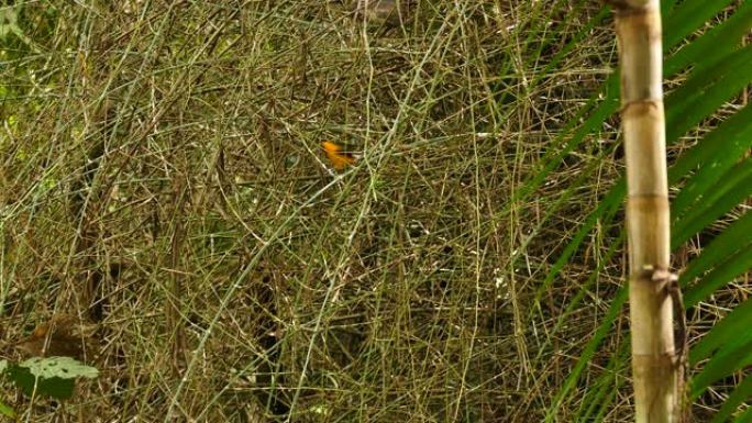 明亮的橙色鸟飞离繁忙的竹林