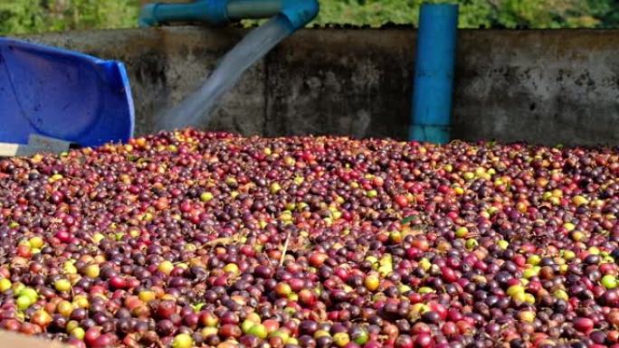 工厂生产的阿拉比卡咖啡樱桃，在水中发酵收获的樱桃，用于机器去除纸浆