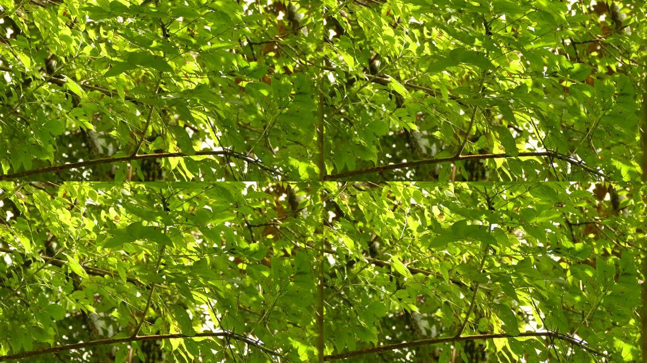 醒目的小鸟在阳光下在阔叶树的树枝内快速移动