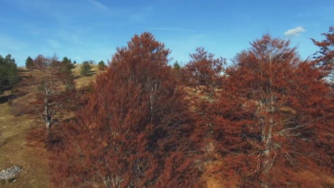 塞尔维亚一座山的航拍。无人机的观点，塞尔维亚的山在秋天的颜色。