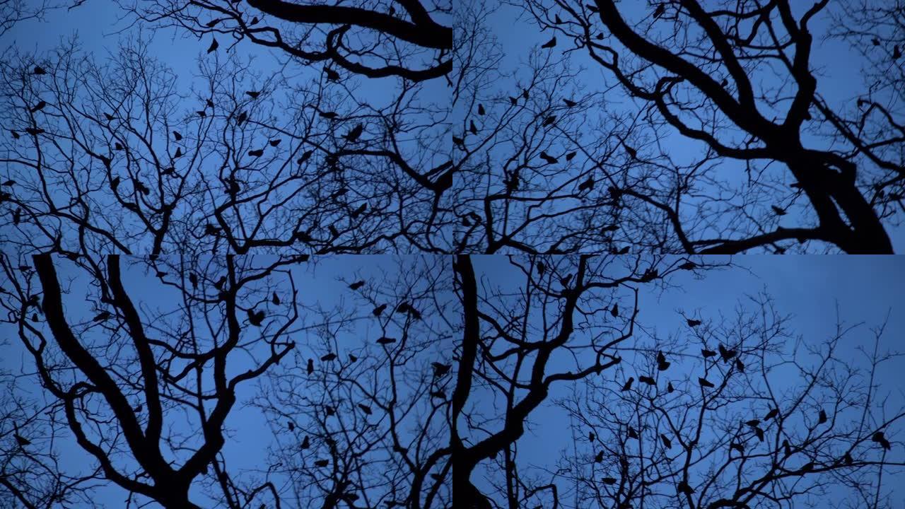 晚上树上乌鸦群的轮廓。蓝色时刻可怕的黑乌鸦筑巢在树顶上。黄昏时的鸟类迁徙，万圣节