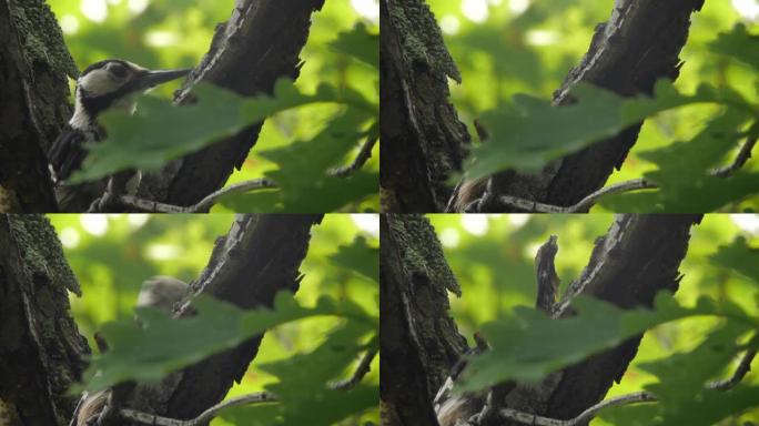 大斑啄木鸟 (Dendrocopos major) -兴安自然保护区