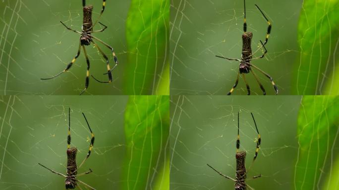 缓慢走下网下时，非常近距离地观察蜘蛛的身体下方