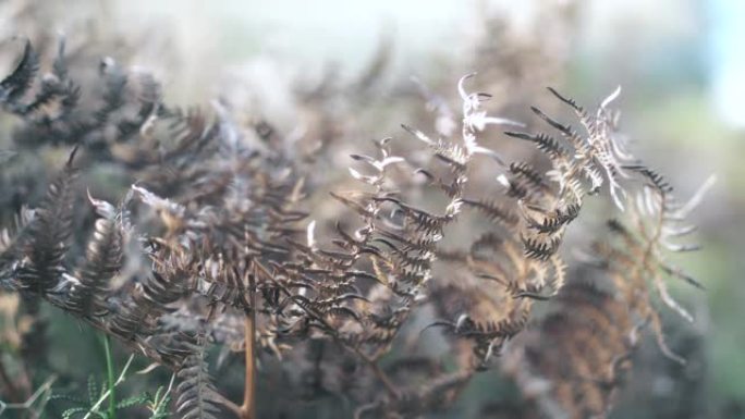 干蕨类蕨菜 (Pteridium Aquilin) 灌木叶子秋天冬天