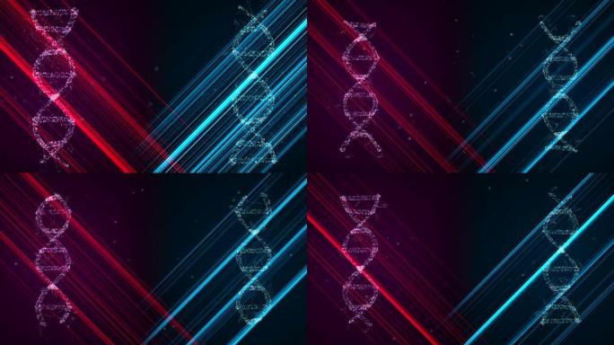 3D全息图显示女性和男性的dna与x和y染色体在太空中旋转，发出红光和蓝光。