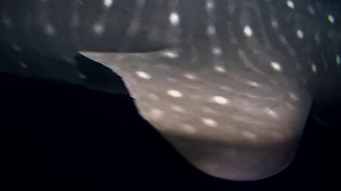 鲸鲨-犀牛typus在夜间游泳。印度洋，富瓦赫穆拉岛，马尔代夫，亚洲