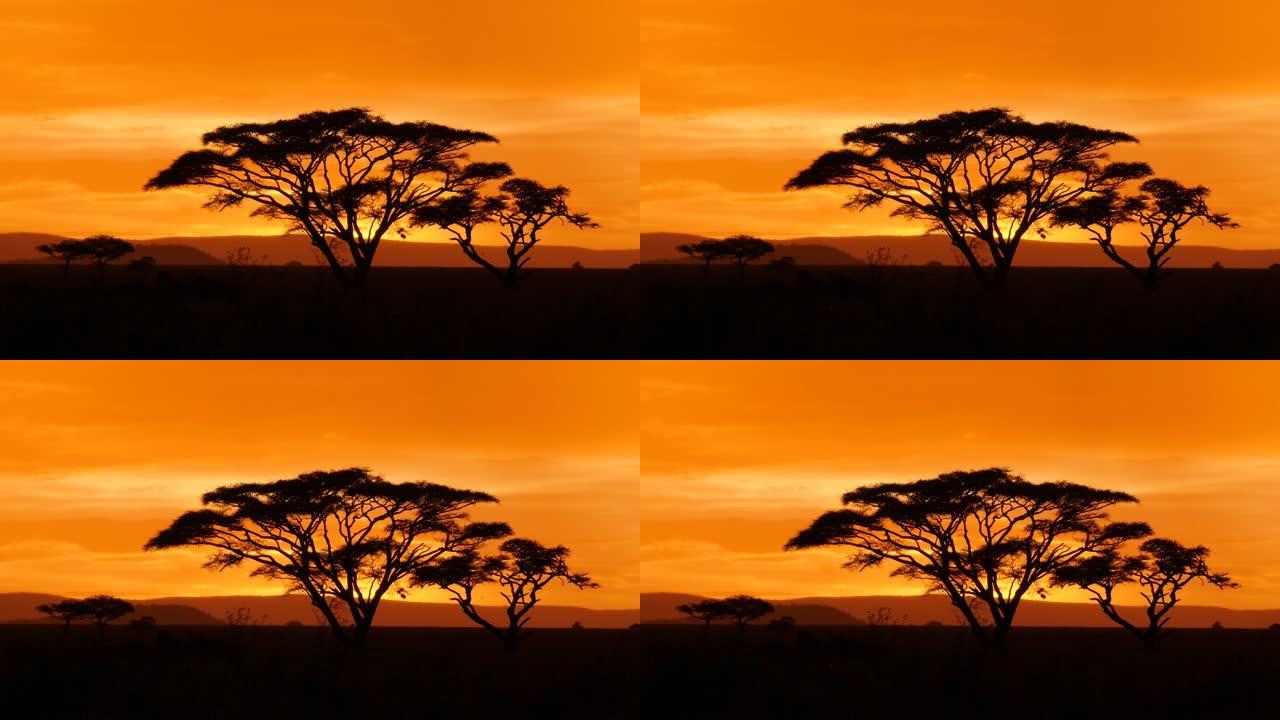 坦桑尼亚塞伦盖蒂的典型非洲金合欢树