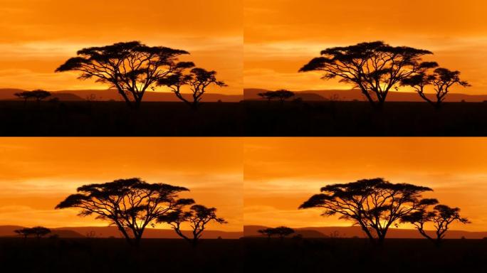 坦桑尼亚塞伦盖蒂的典型非洲金合欢树