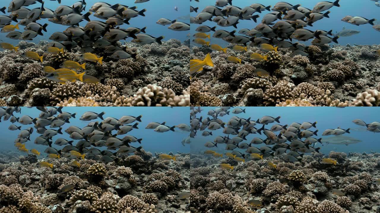 法属波利尼西亚大溪地附近美丽的热带鱼群。海洋生物，鱼类在海洋珊瑚礁附近游泳。在清澈的水中潜水4K