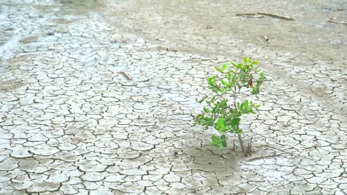 草药在干旱的土地中生存，使植物学家对其实力感兴趣