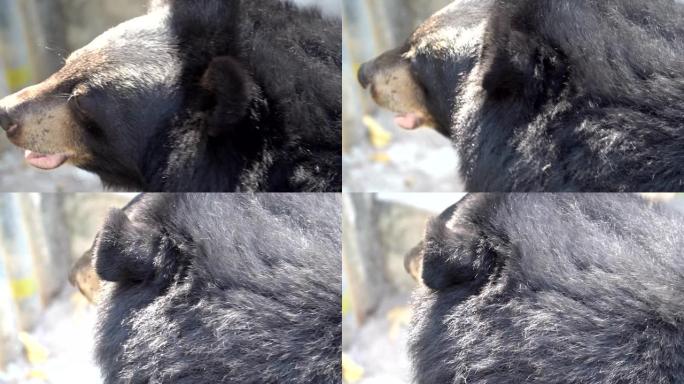亚洲黑熊的场景慢动作特写