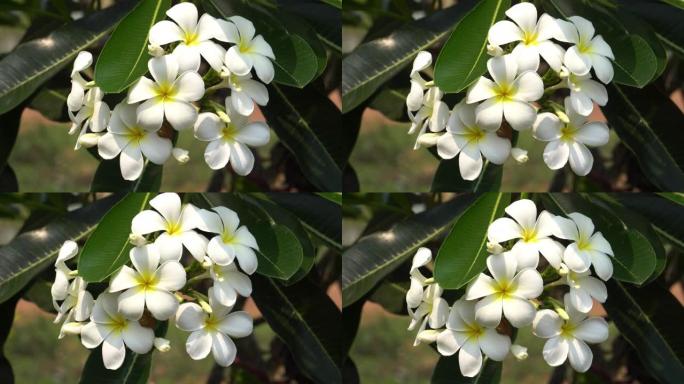 盛开的鸡蛋花花开百花盛开