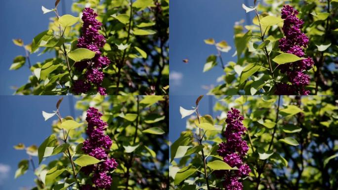 开花的树枝和一棵紫丁香的近景。春天的风景与一束娇嫩的花。昆虫在紫丁香花周围飞来飞去。罕见的特里淡紫色