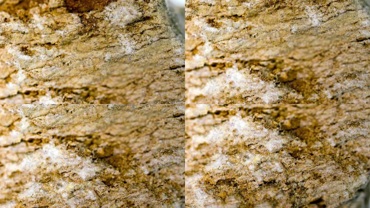 光学显微镜下的泥岩矿物样品