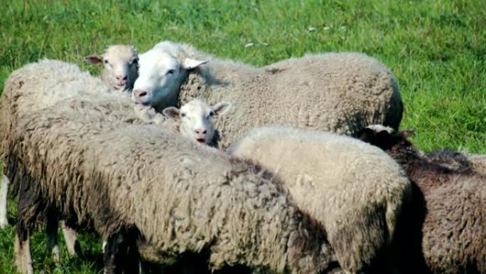 绿色草地上的一群老羊和小羊羔