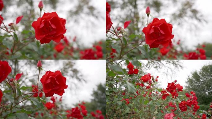 秋天的红玫瑰在我的妈妈花园里，随风飘扬。