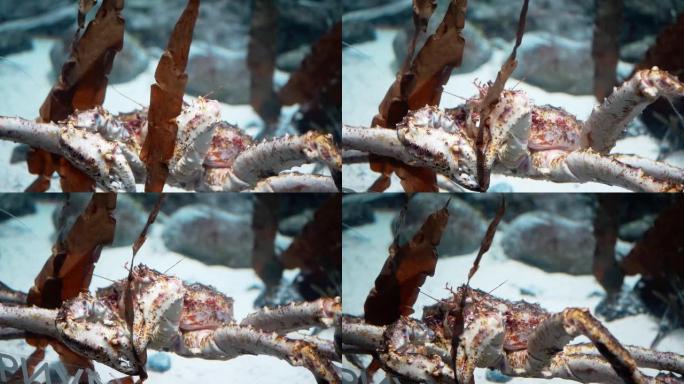 水族馆里巨型红色帝王蟹的特写。4K