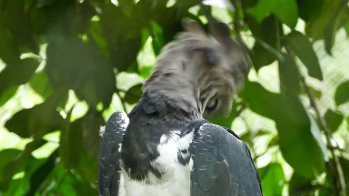 惊人的竖琴鹰鸟在向后弯曲脖子的同时装饰羽毛