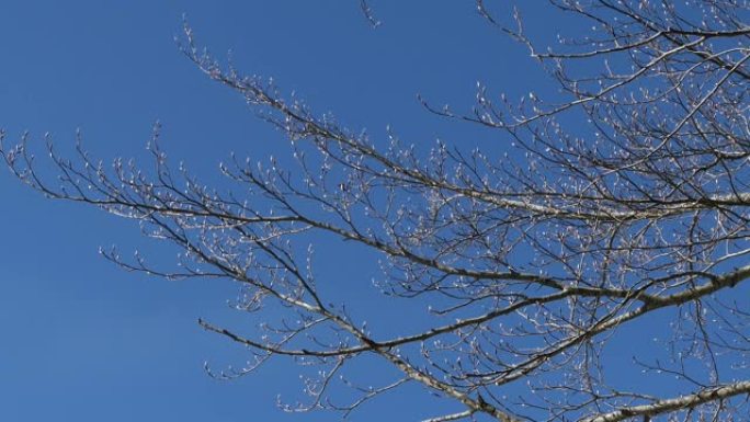 春天有小芽的山毛榉树的树枝