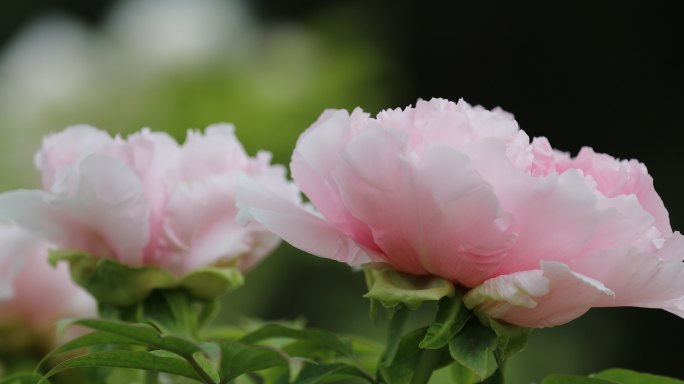 牡丹花 4K 洛阳牡丹 4月 花会