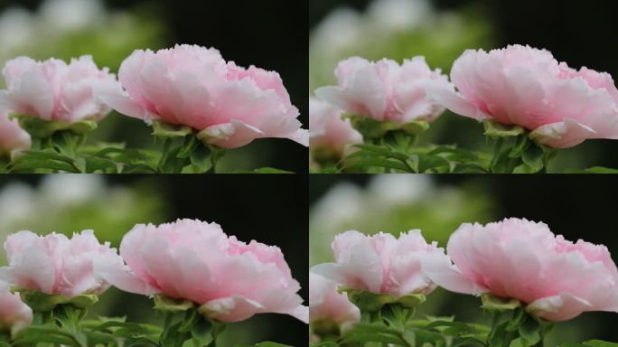 牡丹花 4K 洛阳牡丹 4月 花会