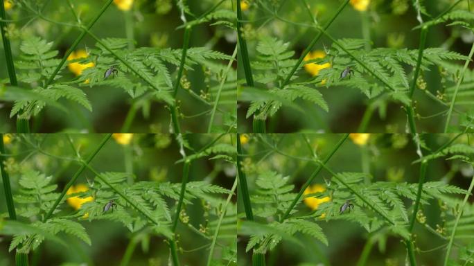 大黑虫停在绿叶上，背景是模糊的黄色花朵
