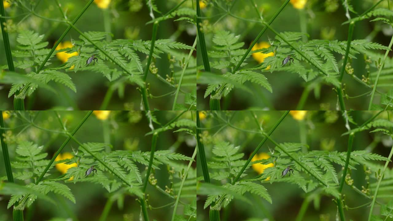 大黑虫停在绿叶上，背景是模糊的黄色花朵