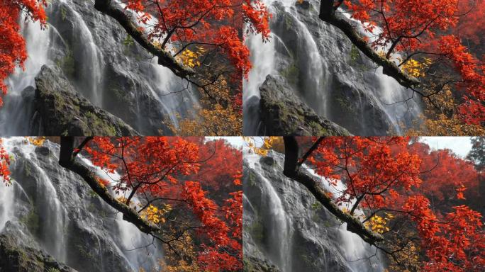 在大自然中，在秋天的季节，美丽的瀑布在五彩缤纷的秋天森林中拍摄