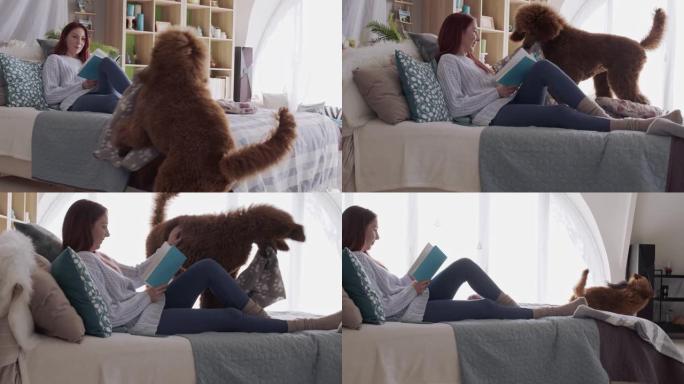 狗跳上床与正在读书的主人玩耍