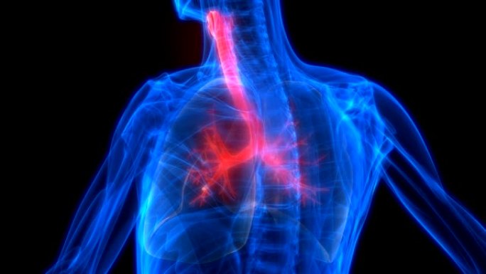 肺是人体呼吸系统解剖动画的一部分