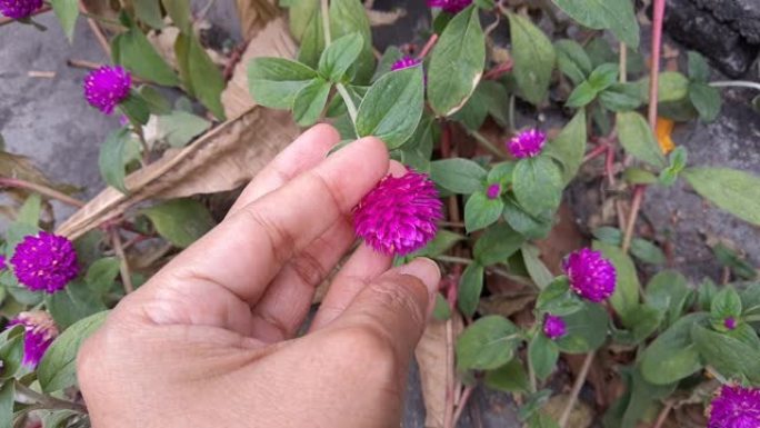 手工Hodling紫色地球仪苋菜花的镜头