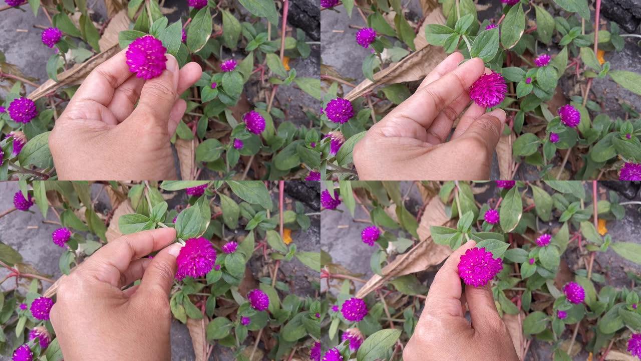 手工Hodling紫色地球仪苋菜花的镜头
