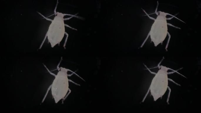 粉虱是假球虫科的昆虫，用于实验室教育。