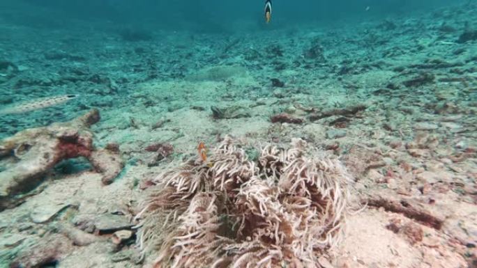 小丑鱼克拉克斯海葵 (Amphiprion clarkii) 在珊瑚礁上共生