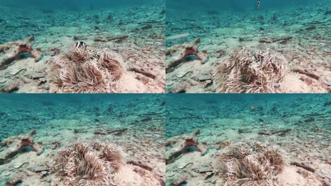 小丑鱼克拉克斯海葵 (Amphiprion clarkii) 在珊瑚礁上共生