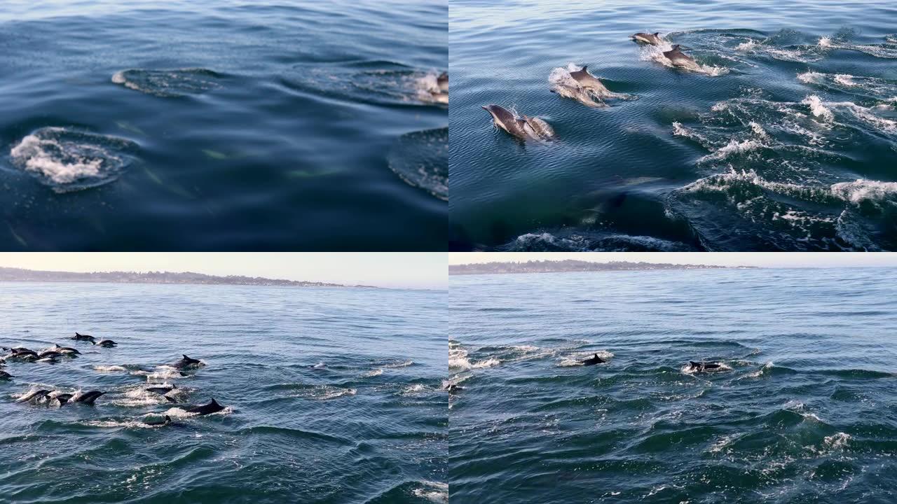 普通海豚在太平洋游泳