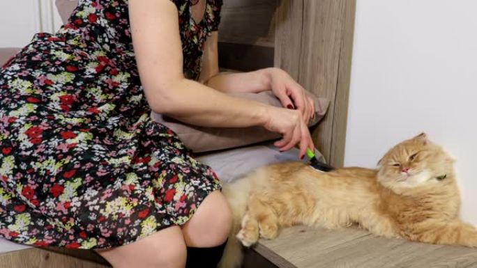 女人用刷子刮擦苏格兰折叠的猫